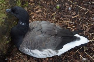 Branta bernicla - Ringelgans